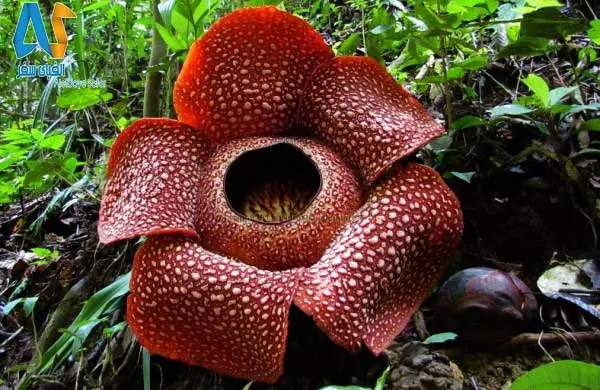 گل رافلزیا در مالزی-الفبای سفر گل رافلزیا در مالزی-الفبای سفر
