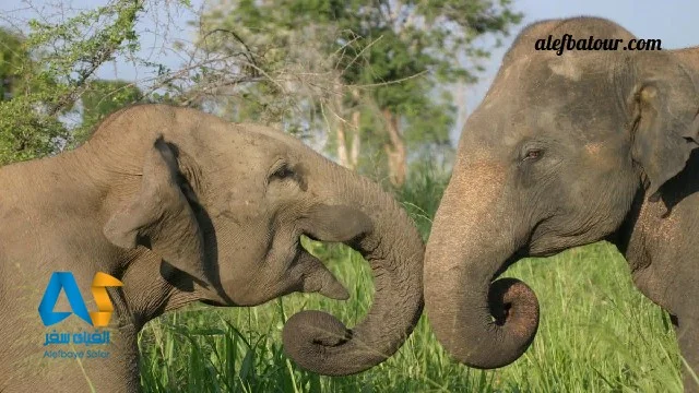 بهترین پارک های ملی سریلانکا