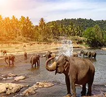 تور سریلانکا (کلمبو کندی بنتوتا) پاییز 1404(پرواز مستقیم) تور سریلانکا (کلمبو کندی بنتوتا) پاییز 1404(پرواز مستقیم)