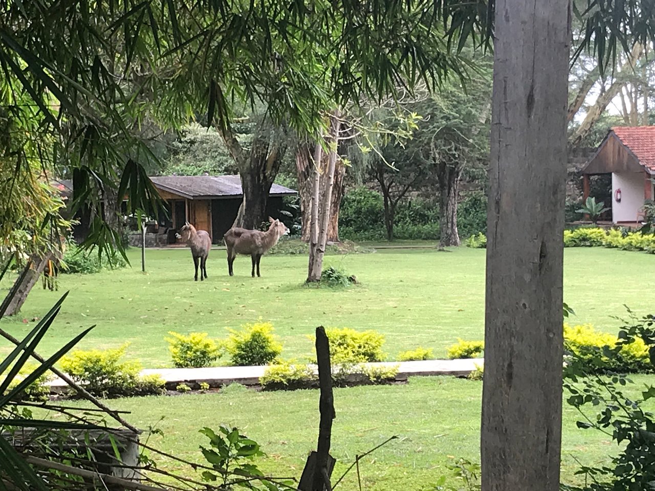 waterbuck-at-lake-naivasha.jpg