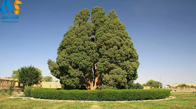 ارسال پرونده ثبت جهانی سرو ابرکوه به یونسکو