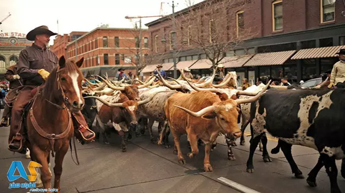 فستیوال گاو بازی در ایالت کلورادو آمریکا فستیوال گاو بازی در ایالت کلورادو آمریکا