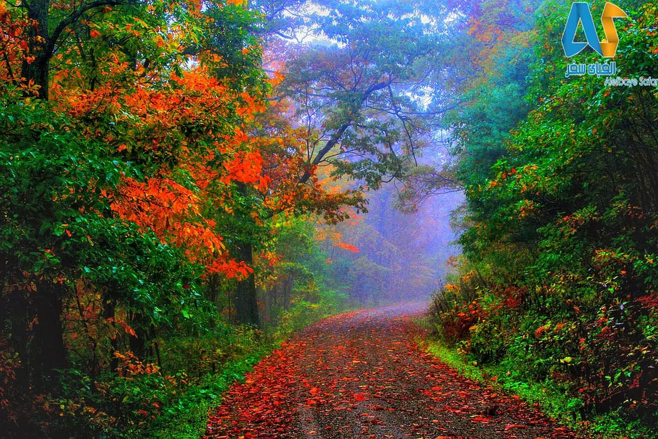 جنگل سیاه آلمان،