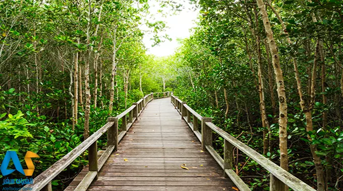 جنگلهای مانگرو جزیره رامر