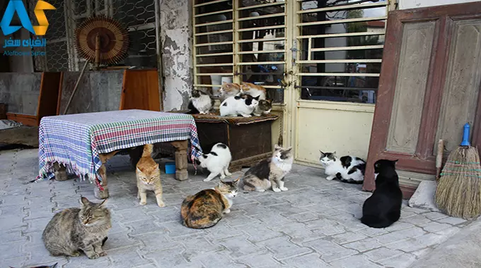 گربه های استانبول چهار پایان دوستداشتی شهر