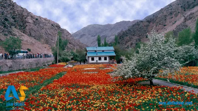 گل-لاله گل-لاله